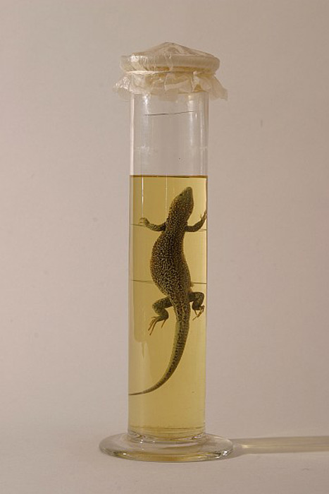 Jesterka zelena, na Vyskovsku se vzacneji vyskytujíci v teplejsich oblastech