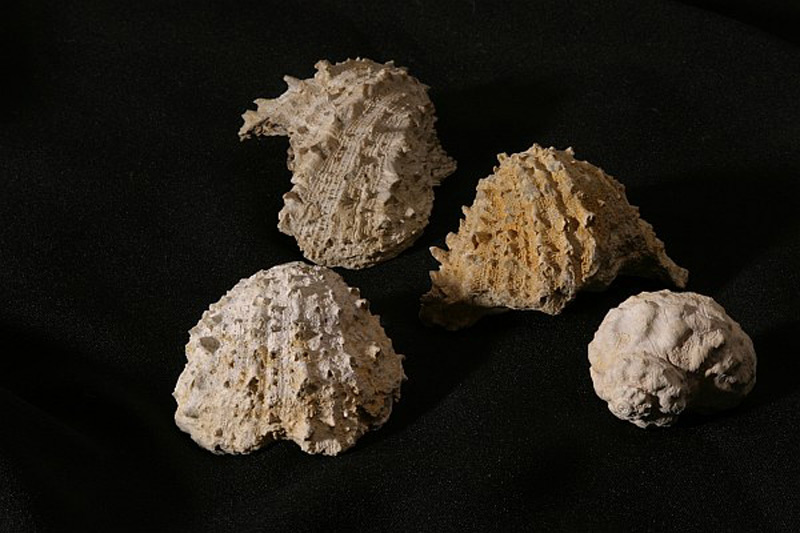 Lastury z tretihornich morskych usazenin