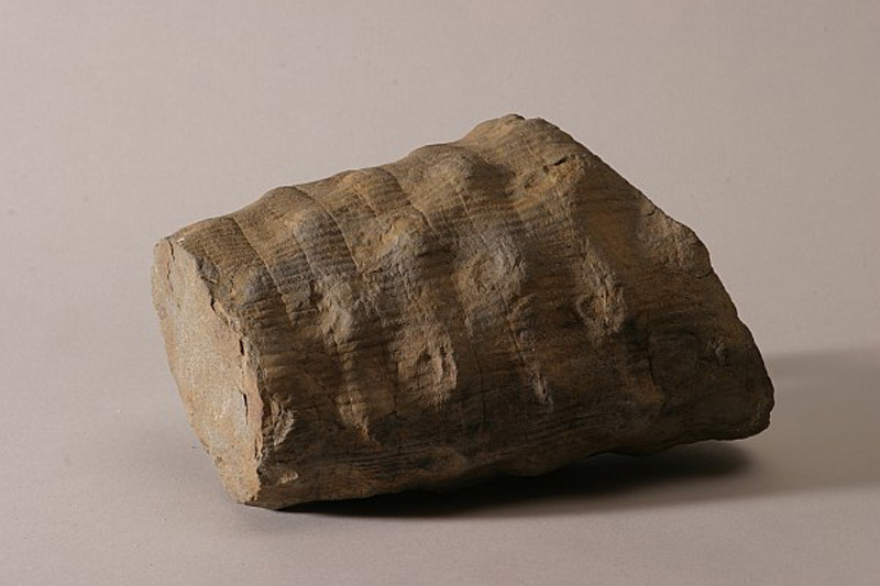 Palvun - zkamenelina z kulmskych bridlic